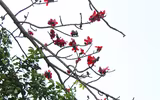 Ngắm hoa gạo nở rực góc trời